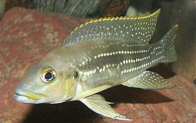 NEOLAMPROLOGUS TETRACANTHUS